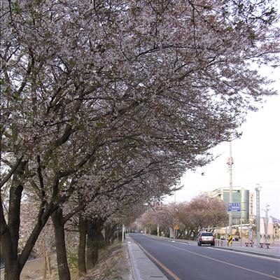 4월 18일 오후... 낙동강 벚꽃길 첫번째 사진