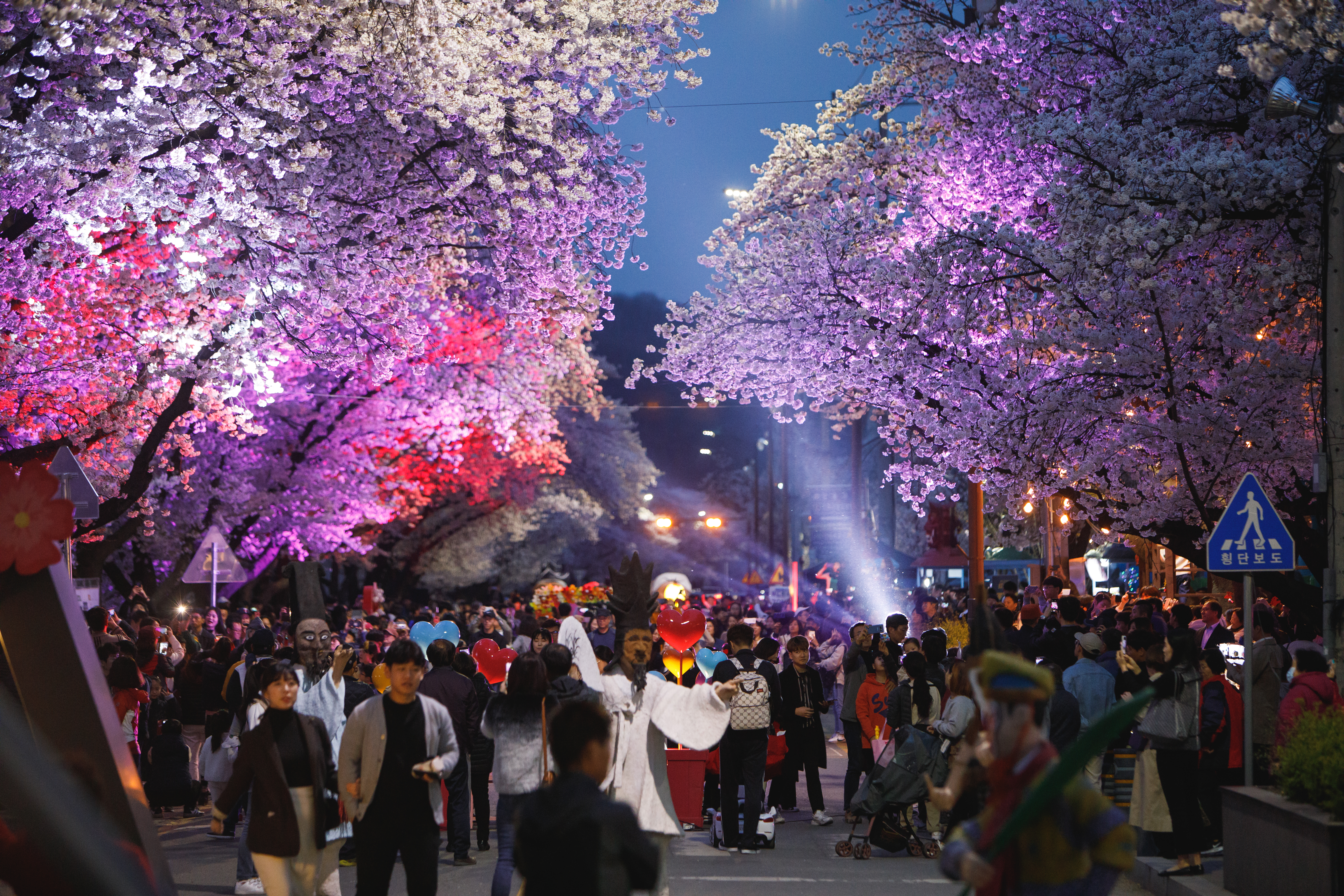 안동벚꽃축제
