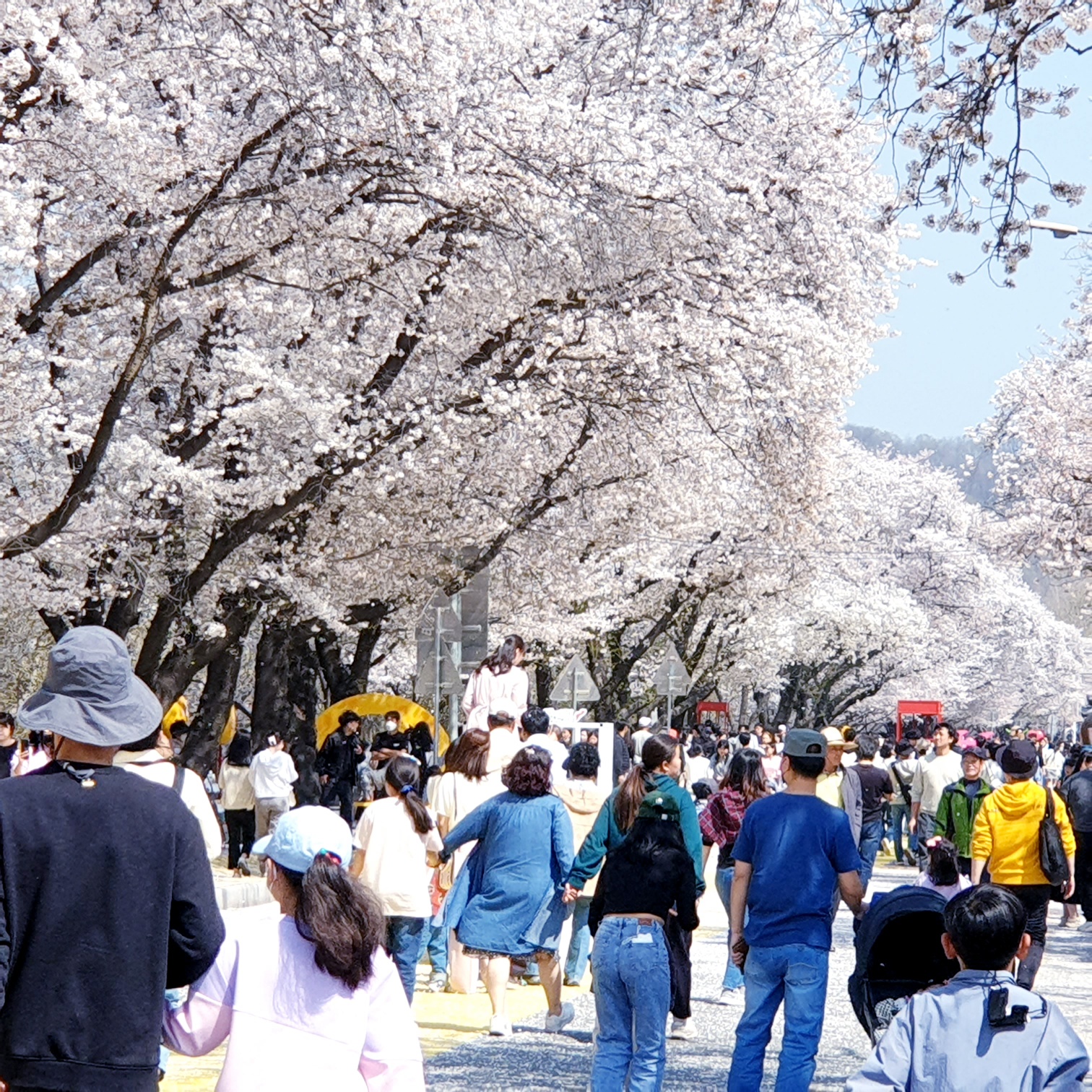 안동벚꽃축제