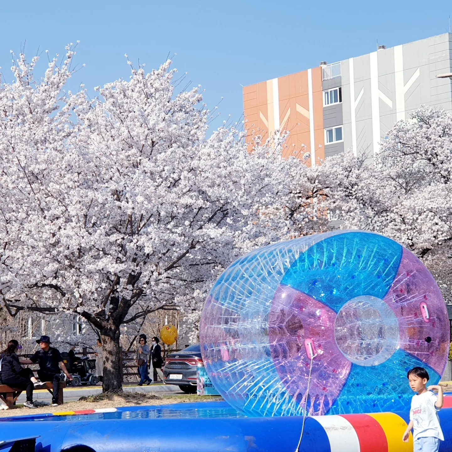 안동벚꽃축제