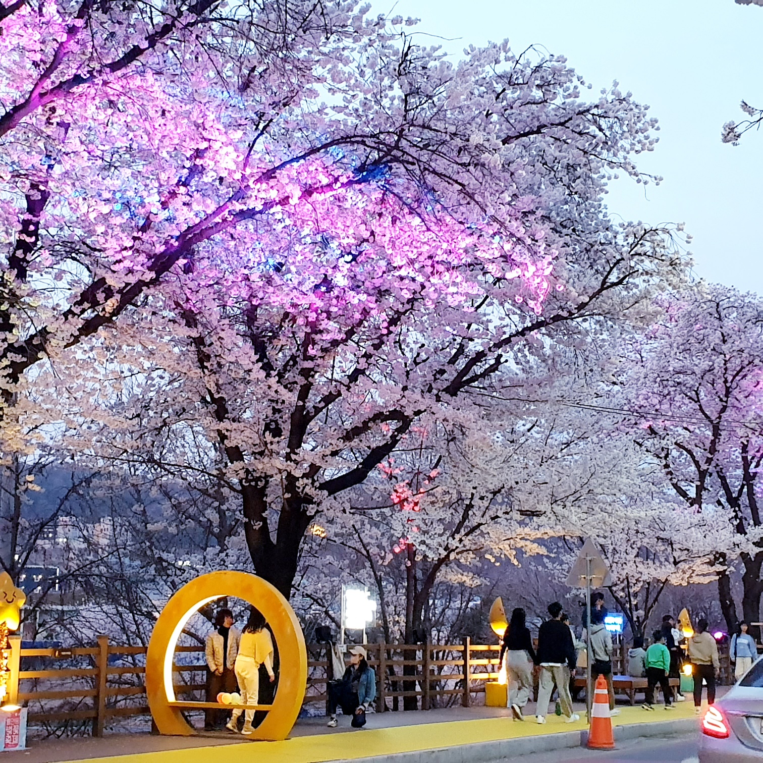 안동벚꽃축제