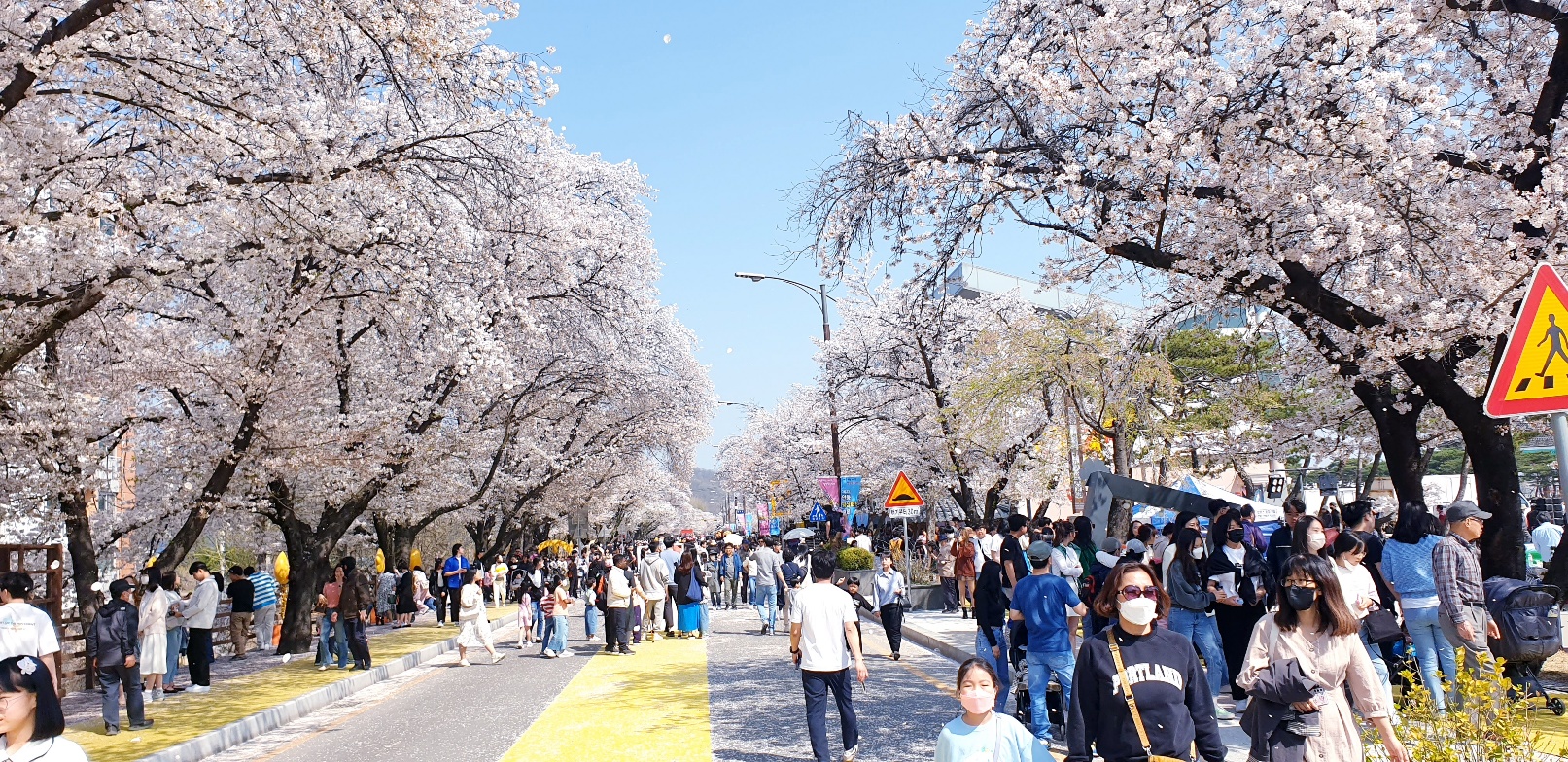 안동벚꽃축제