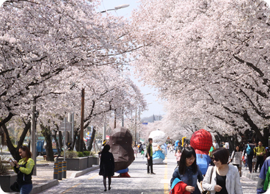 강변의 벚꽃