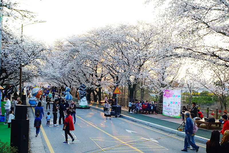 안동벚꽃축제