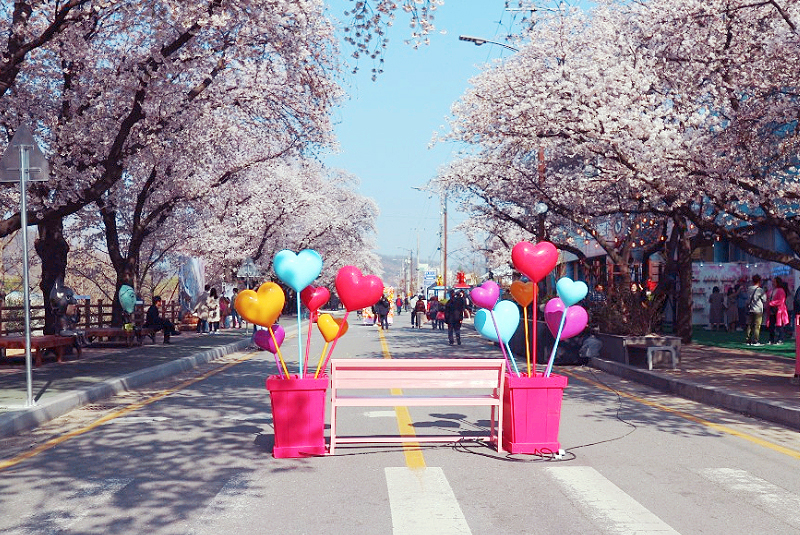 안동벚꽃축제